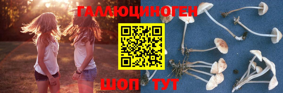 Михайловка  Галлюциногенные грибы Psilocybe  Вход с VPN 